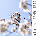 Cherry blossoms blooming against the blue sky 134911257