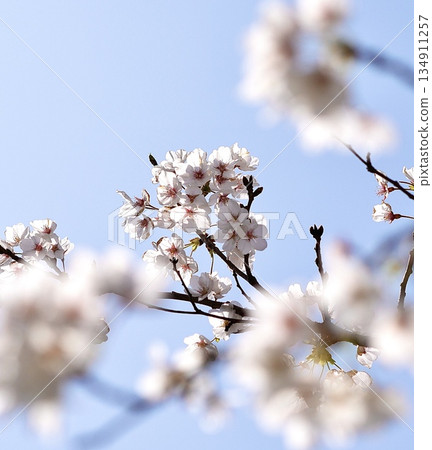 Cherry blossoms blooming against the blue sky Cherry blossoms blooming against the blue sky 134911257
