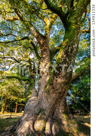 The large camphor tree at Isahaya Park [Isahaya City, Nagasaki Prefecture] 134911338