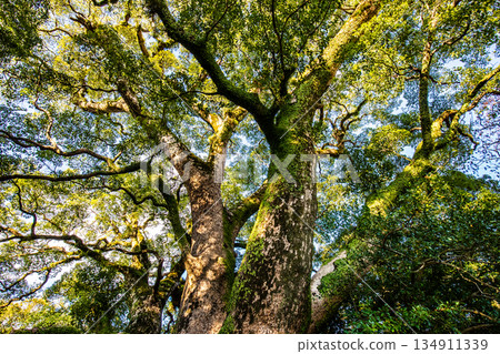 The large camphor tree at Isahaya Park [Isahaya City, Nagasaki Prefecture] 134911339