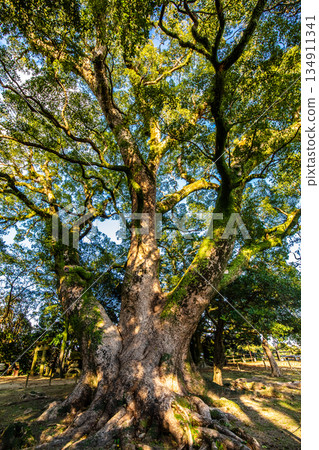 The large camphor tree at Isahaya Park [Isahaya City, Nagasaki Prefecture] 134911341