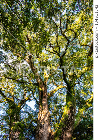 The large camphor tree at Isahaya Park [Isahaya City, Nagasaki Prefecture] 134911342