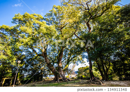 諫早公園裡的大樟樹 [長崎縣諫早市] 134911348