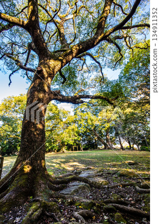 諫早公園裡的大樟樹 [長崎縣諫早市] 134911352
