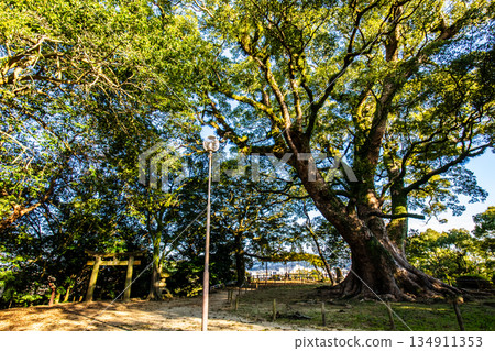 The large camphor tree at Isahaya Park [Isahaya City, Nagasaki Prefecture] 134911353