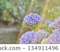 Hydrangea blooming in early summer 134911496
