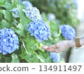 Holding a blue hydrangea 134911497