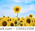 Sunflower in the blue sky 134911506