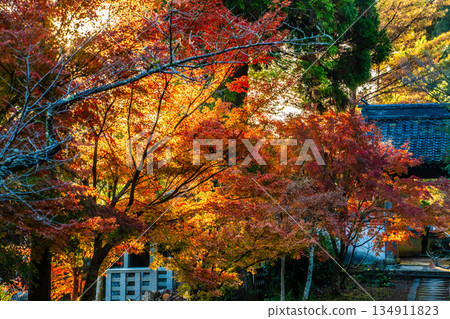 天佑寺的紅葉【長崎縣諫早市】 134911823