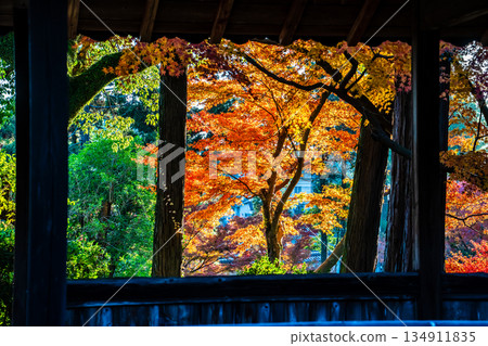 Autumn leaves at Tenyuji Temple [Isahaya City, Nagasaki Prefecture] 134911835