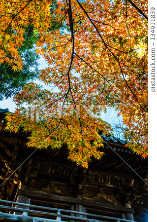 Autumn leaves at Tenyuji Temple [Isahaya City, Nagasaki Prefecture] 134911839