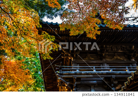 Autumn leaves at Tenyuji Temple [Isahaya City, Nagasaki Prefecture] 134911841