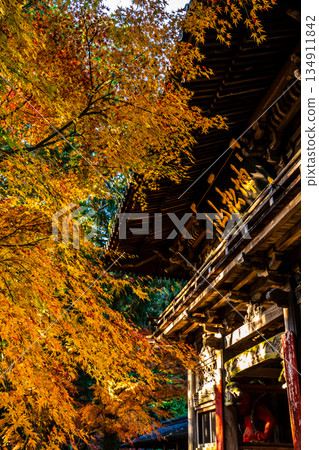 天佑寺的紅葉【長崎縣諫早市】 134911842