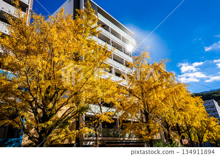 Autumn leaves along the ginkgo trees next to Nagasaki Civic Hall [Nagasaki City] 134911894