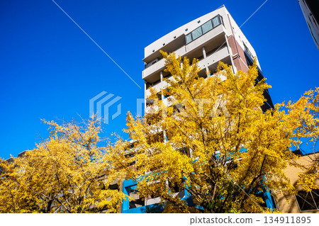 Autumn leaves along the ginkgo trees next to Nagasaki Civic Hall [Nagasaki City] 134911895