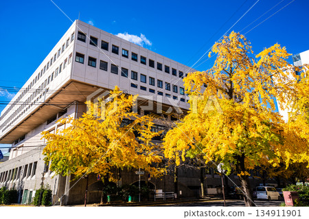 Autumn leaves along the ginkgo trees next to Nagasaki Civic Hall [Nagasaki City] 134911901