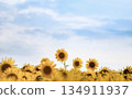Sunflower in the blue sky 134911937