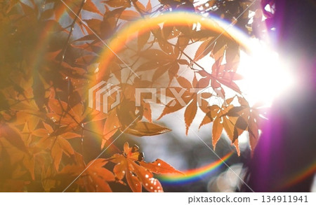 Autumn leaves floating on a rainbow Autumn leaves floating on a rainbow 134911941