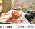Camera photographing autumn leaves 134911942