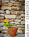 Yellow flower pot 134911972
