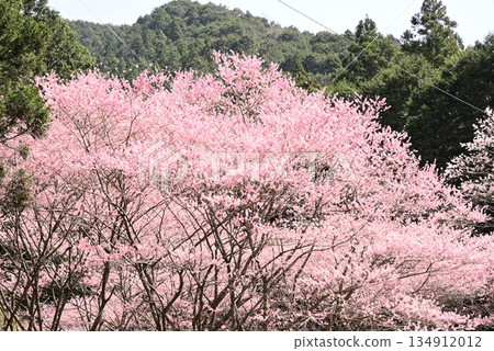 Blooming cherry blossoms in full bloom 134912012