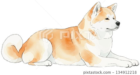 秋田犬躺著的水彩插圖 134912218