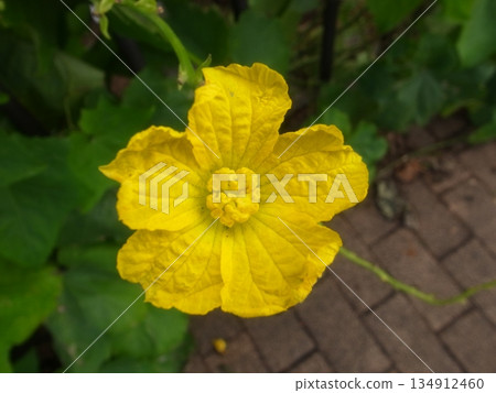 Loofah flowers 134912460