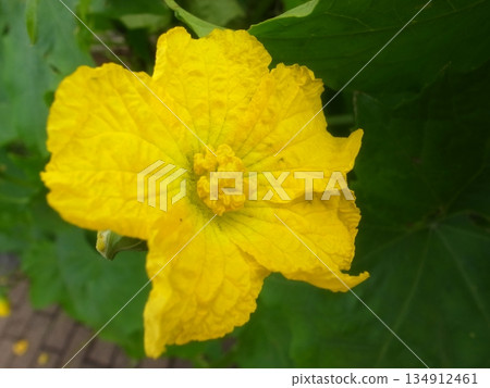 Loofah flowers 134912461