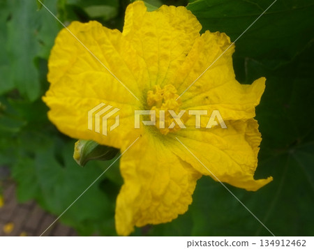 Loofah flowers 134912462