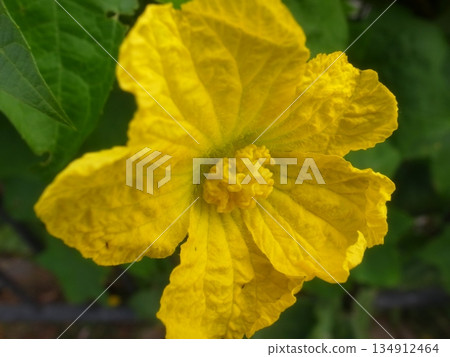 Loofah flowers Loofah flowers 134912464