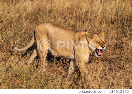 Female lion in the Serengeti Female lion in the Serengeti 134912563