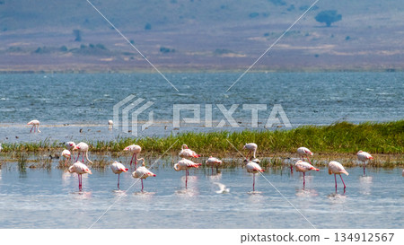 Flamingos in Lake Magadi Flamingos in Lake Magadi 134912567