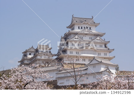 姬路城櫻花與城堡塔 134912596