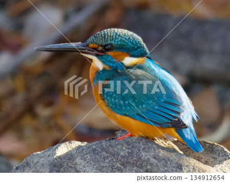 Kingfisher (jade) perched on a stone, sideways pose Kingfisher (jade) perched on a stone, sideways pose 134912654