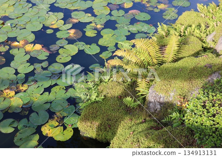 一個美麗的日式庭院池塘，長滿了青苔和睡蓮 | 寧靜舒緩的自然背景素材 134913131