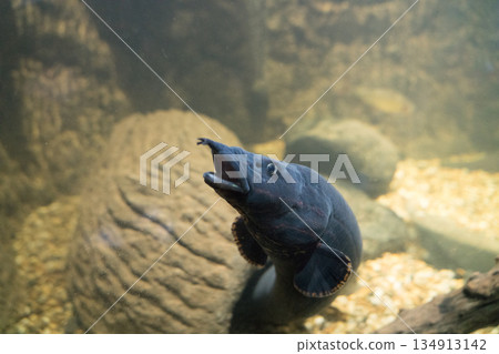 動物園 動物 鱔魚 134913142