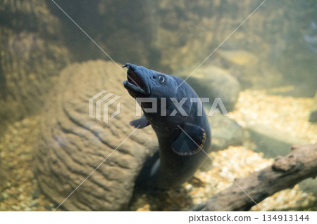 動物園 動物 鱔魚 134913144
