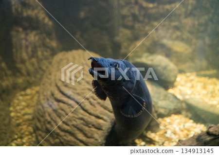 動物園 動物 鱔魚 134913145