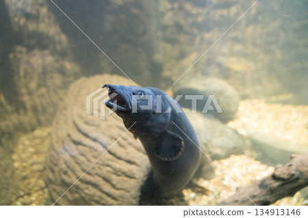 動物園 動物 鱔魚 134913146