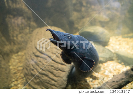 動物園 動物 鱔魚 134913147