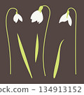 Vector set of flowering lilies of the valley in flat style.  134913152