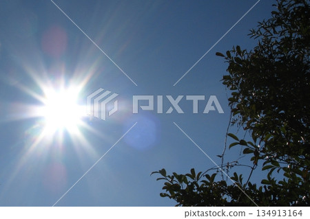 七彩放射狀光軌令人肅然起敬（2026年1月1日）新年第一縷陽光與麻糬樹帶來新年的閃耀光芒 134913164