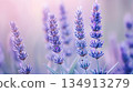 A bunch of purple flowers with a light blue background 134913279