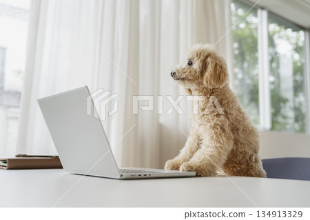 A small dog looking at a laptop screen - Telework/working from home image A small dog looking at a laptop screen - Telework/working from home image 134913329