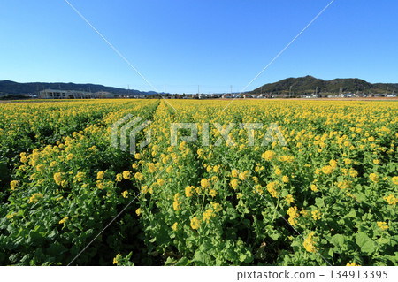 蔬菜田路（鴨川市） 134913395