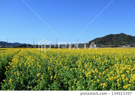 Vegetable Field Road (Kamogawa City) 134913397