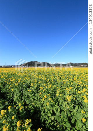 蔬菜田路（鴨川市） 134913398