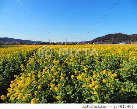 蔬菜田路（鴨川市） 134913401