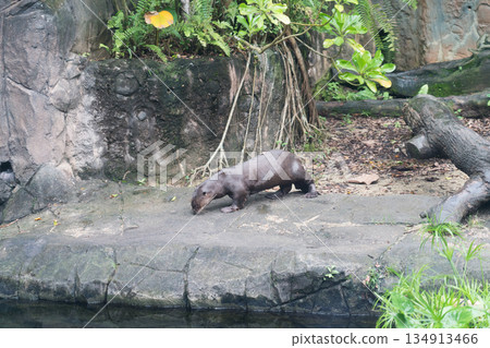 Giant otter tank 134913466