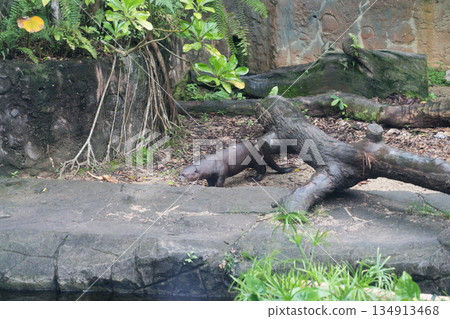 Giant otter tank Giant otter tank 134913468